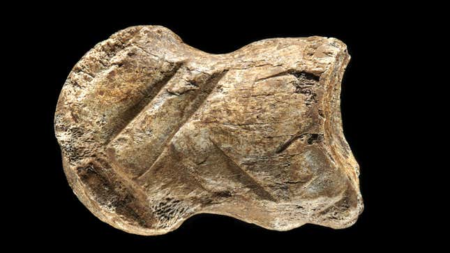 La talla de hueso de Neandertal.