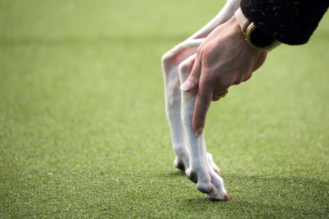 Image for article titled King’s realm: Behind the scenes at the Westminster Dog Show