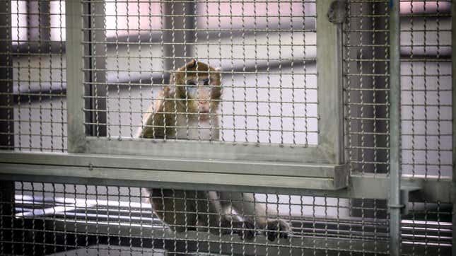 This picture taken on May 23, 2020 shows a laboratory monkey sitting in its cage in the breeding centre for cynomolgus macaques (longtail macaques) at the National Primate Research Center of Thailand at Chulalongkorn University in Saraburi.
