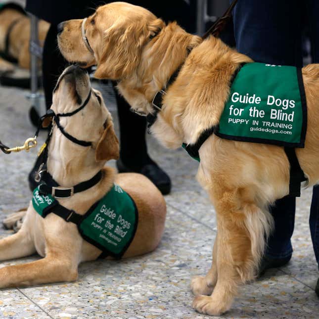 A photo of two guide dogs in training. 