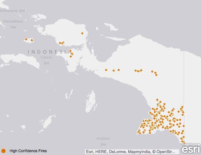 Palm oil’s new frontier is the vast rainforest covering the world’s ...