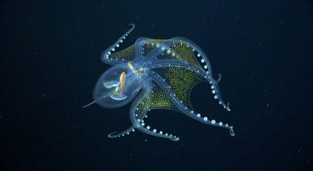 A glass octopus (Vitreledonella richardi) photographed by Remotely Operated Vehicle (ROV) SuBastian.