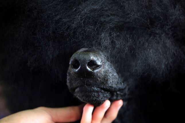 Image for article titled King’s realm: Behind the scenes at the Westminster Dog Show