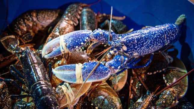 A blue lobster in Weymouth, England.