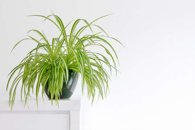 Image for article titled The Best Low-Maintenance Houseplants to Spruce up Your Space