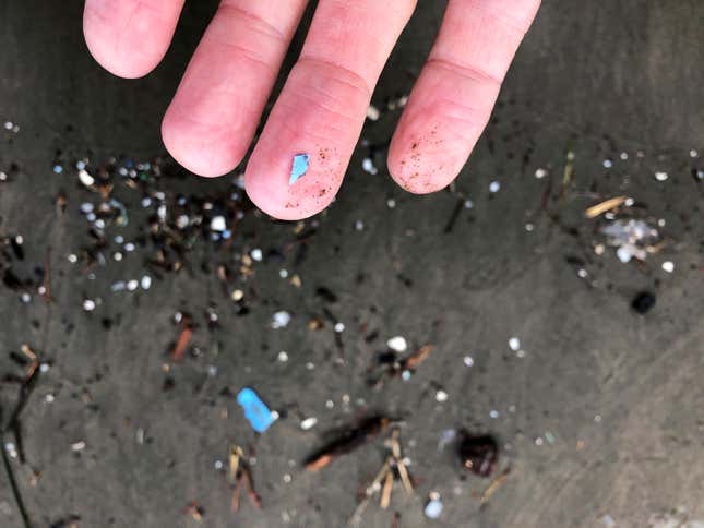 Microplastics collected on a beach in Oregon. 