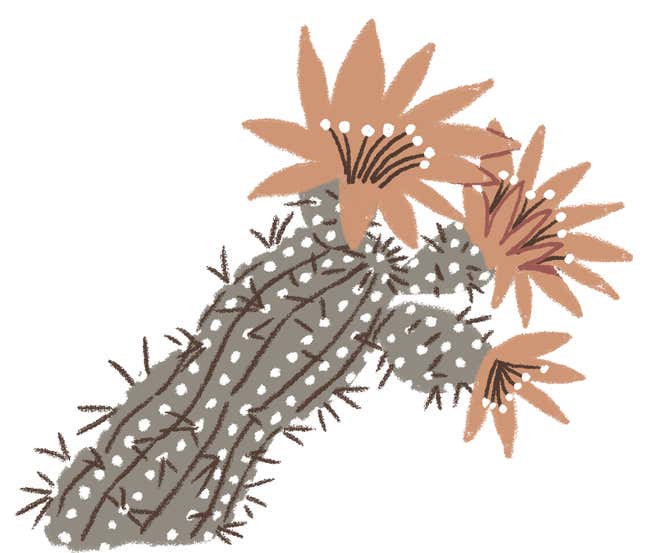 Chisos Mountain hedgehog cactus