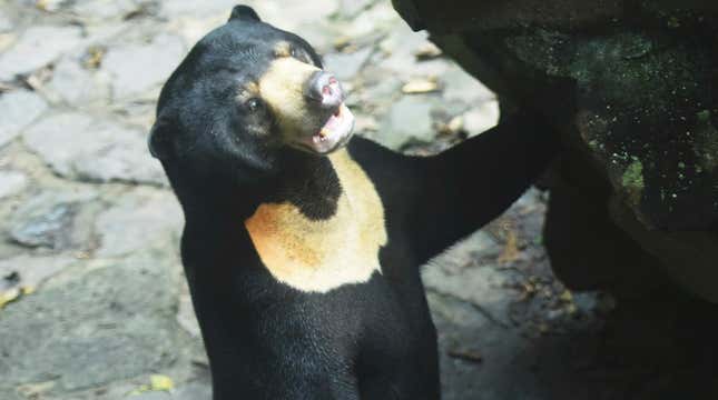 Image for article titled Chinese Zoo Insists Its Malayan Sun Bear Is Not Just a Human in a Costume