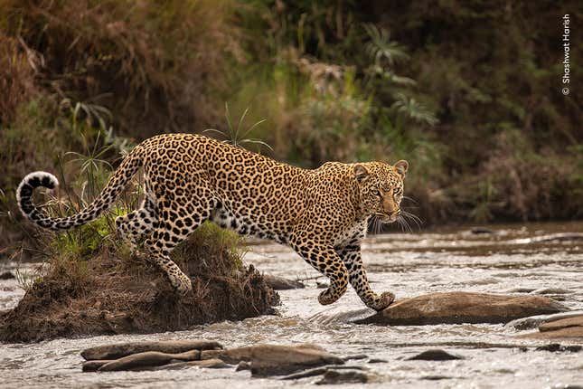 A leopard staying dry above a river in Kenya.