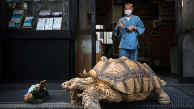 Image for article titled Go on a Walk With the Real-Life Master Roshi and His Giant Tortoise Friend, No Dragon Balls in Sight