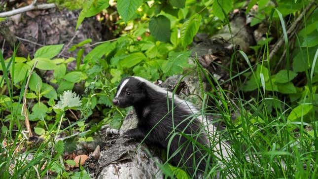 Striped skunk foraging in forest