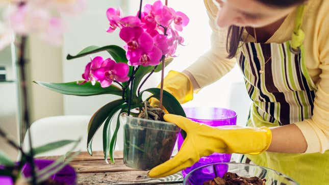 Image for article titled How to Grow Orchids Without Killing Them