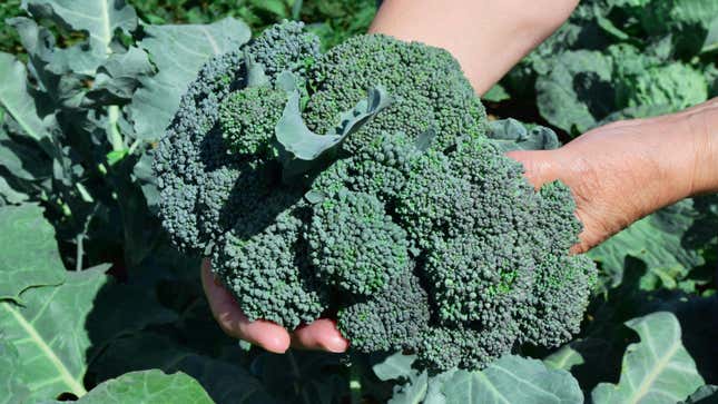 Top-down photo of a large crown of broccoli held in a person's hands.