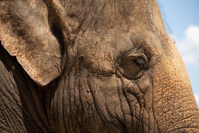 The Asian elephant, which some companies hope to engineer into a wooly mammoth proxy species.