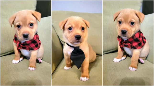 Three-panel photo of puppy wearing tie