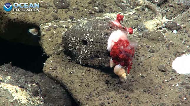 sea snail on coral