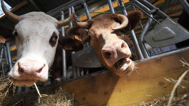 Two Waygu beef cows in a pen