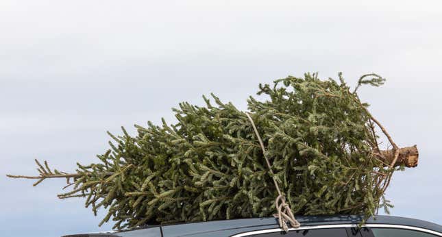 Image for article titled You Can Get a Super Cheap Christmas Tree From the Government