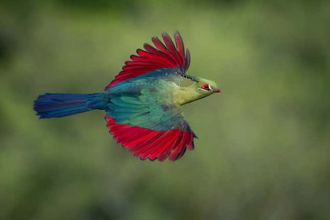 A turaco with a green head and bright red wings in flight.