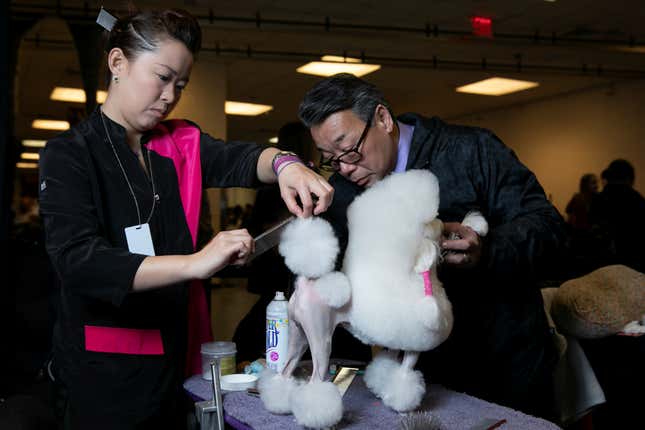 Image for article titled King’s realm: Behind the scenes at the Westminster Dog Show