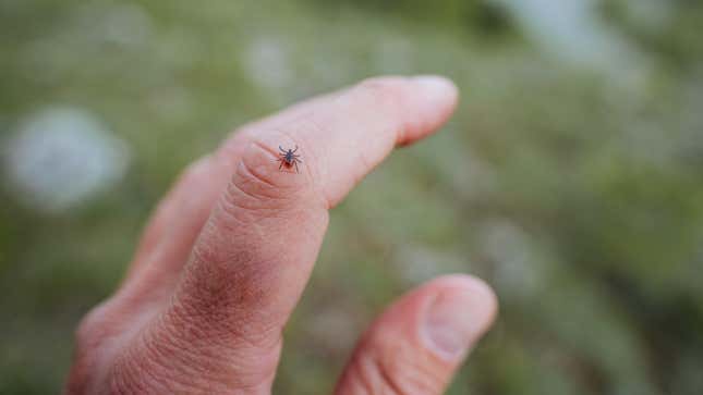 Image for article titled What Most People Miss When Doing a Tick Check