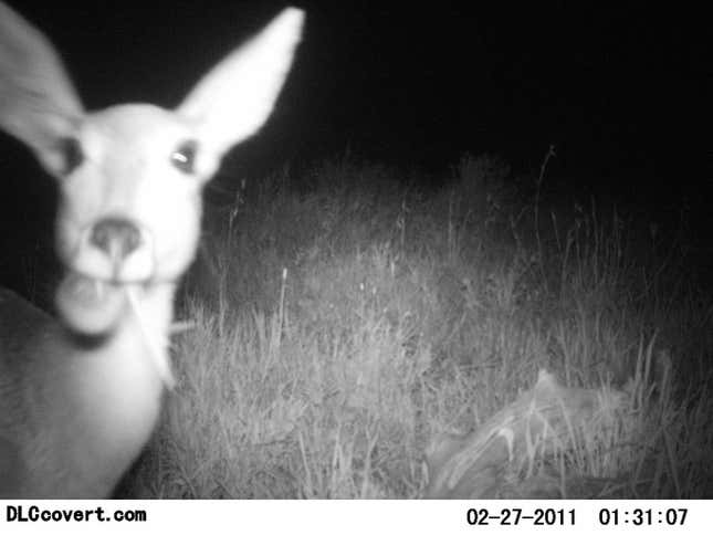 Image for article titled Photos: The secret lives of the Serengeti’s most elusive wild animals