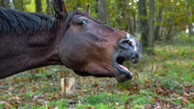 Imagen para el artículo titulado Condenan a un ciudadano ruso que llevaba más de dos años reproduciendo relinchos de caballo a todo volumen para vengarse de sus vecinos