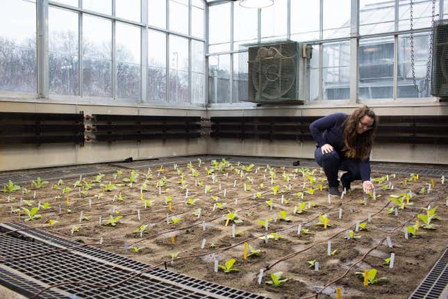 Amanda Cavanagh, a plant biochemist at the University of Illinois, tests tobacco plants engineered with the upgraded oxygen-recycling pathway in a lab greenhouse.