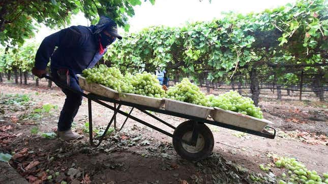 A farmworker transports grapes in California in 2021. 