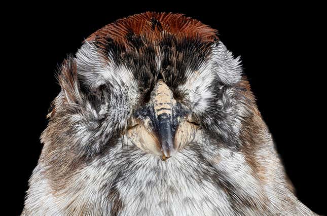 Image for article titled Glass architecture is killing millions of migratory birds