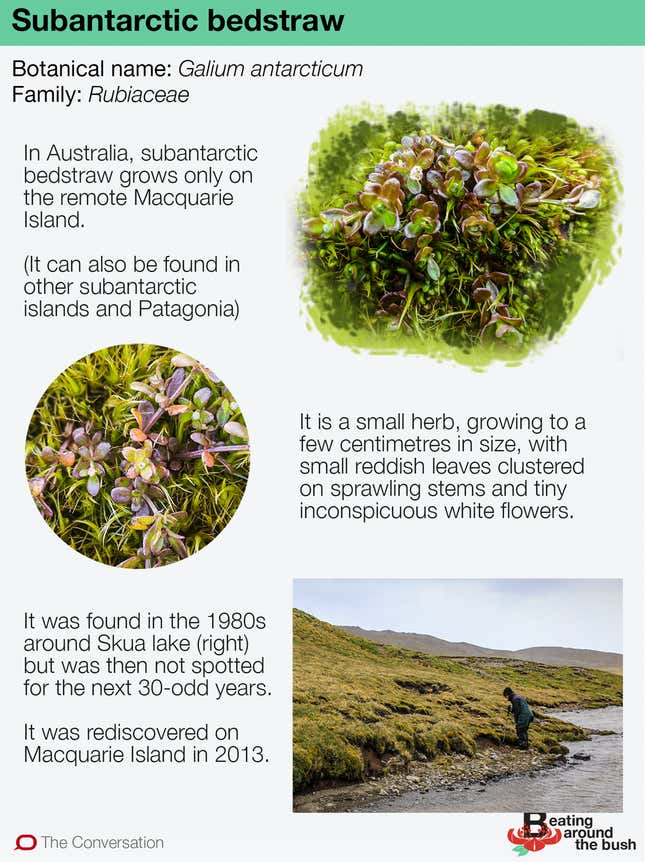 Bedstraw plant