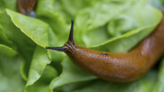 Image for article titled How to Get Rid of Slugs in Your Garden