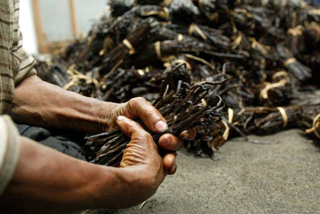 Laborers sort pods of vanilla for export