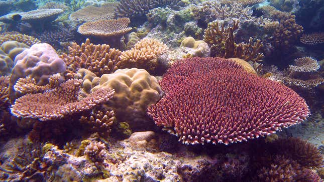 Red coral, Acropora millepora, in Palau.