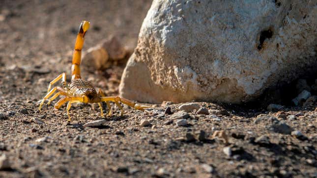 Image for article titled Hundreds Stung as Extreme Storms Unleash Scorpion Plague in Egypt