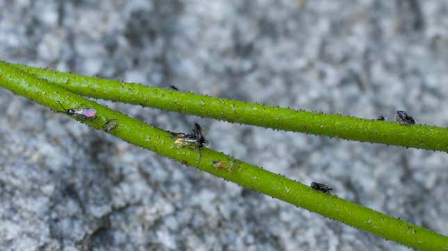 Dead insects stuck to the stem of a carnivorous Triantha occidentalis in North Cascades National Park, Washington.