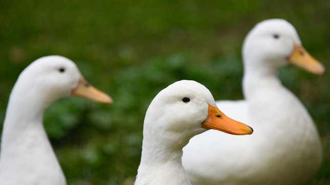 Three white ducks in grass