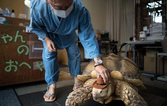 Image for article titled Go on a Walk With the Real-Life Master Roshi and His Giant Tortoise Friend, No Dragon Balls in Sight