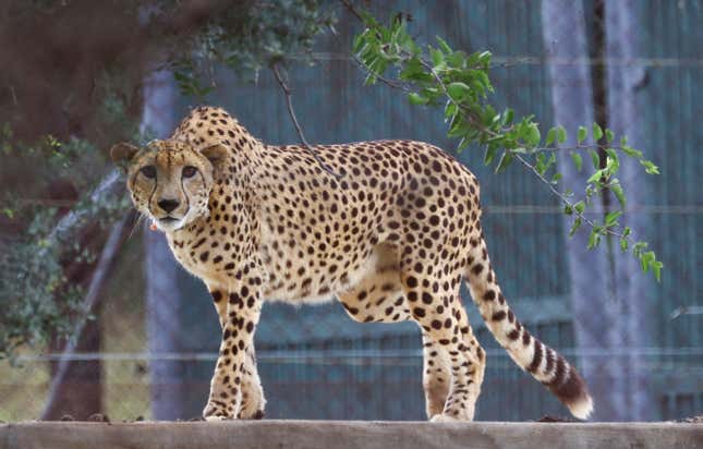 India cheetah