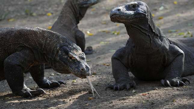 Imagen para el artículo titulado ¿Qué podría salir mal con el plan de Indonesia para un 'Parque Jurásico' en una isla llena de dragones de Komodo?