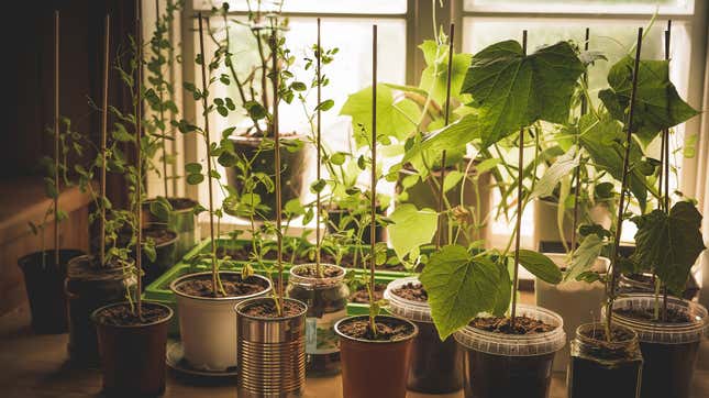 How To Start An Indoor Vegetable Garden Lifehacker