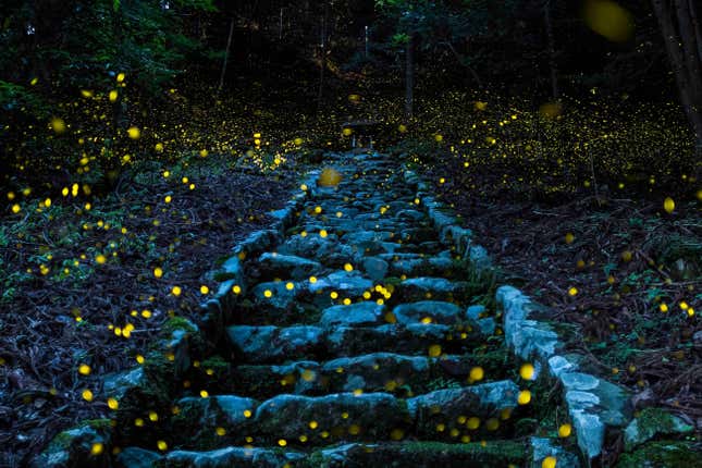 Fireflies in the forest of a small remote village in the Tamba area of Japan