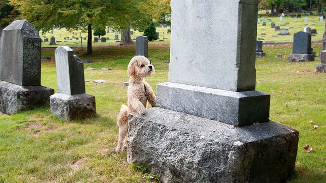 Image for article titled Loyal Dog Spends Hours Each Day Humping Owner’s Grave