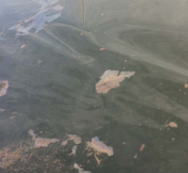 Toxic water.