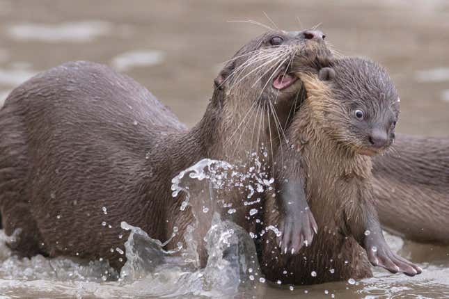 A baby otter is carried by its mom in water.