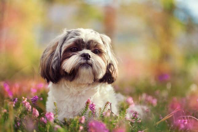 Image for article titled The Most Popular Dog Breeds on Instagram Are Also the Sickest