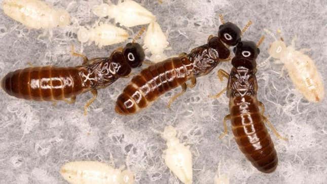 Tres miembros de una colonia de termitas exclusivamente femeninas, junto con crías clonadas