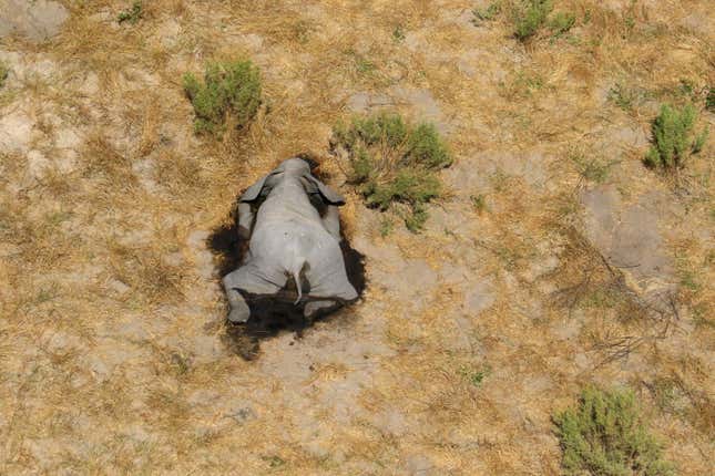 A dead elephant is seen in this undated handout image in Okavango Delta, Botswana May-June, 2020.
