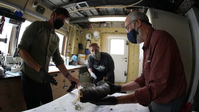 Haddock (izquierda), la investigadora postdoctoral de UC Santa Cruz Katie Moon (centro) y el paleontólogo de la Universidad de Michigan Daniel Fisher (derecha) inspeccionando el colmillo de gran tamaño en el laboratorio del barco