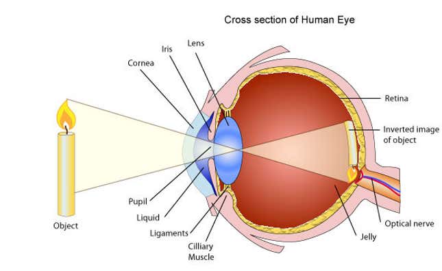 Image for article titled The remarkable technology of our human eyes cannot be replicated—at least, not yet